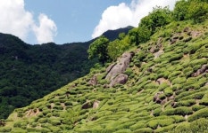 美스타벅스 등 9개국 수출 ‘왕의 녹차’ 수확 시작...5월 하동차엑스포에 행차