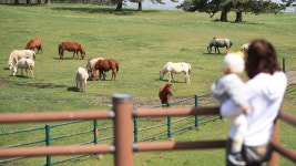 [포토타임]보성 녹차밭에서 우전차 수확