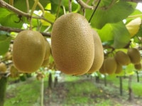 찜질방 테스트도 견뎌내야 한다…1만㎞ 날아올 키위의 조건 [르포]