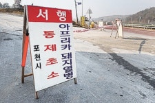 멧돼지 무죄론 터졌다…수백억 들여 잡고도 되레 감염 확산, 왜