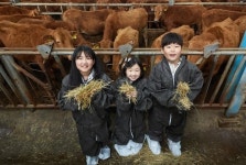 [소년중앙] 고조선 때부터 키운 한우, K-콘텐트 붐 타고 세계로 수출 길 열어요