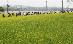 [포토타임] 한강 서래섬 유채꽃 축제... 오는 21일까지