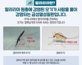 일반 모기와 이렇게 다르다…경기도 '말라리아 경보' 확산