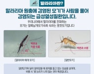 일반 모기와 이렇게 다르다…경기도 '말라리아 경보' 확산