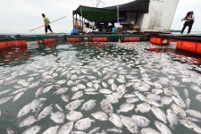 ‘28.7도 열탕’ 된 남해…물고기만 떼죽음? 인간도 위험한 이유