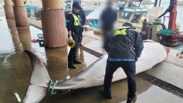 고래고기 1번지 장생포…고래고깃집 사라지는 까닭은?