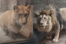 갈비뼈 사자 논란 부경동물원 결국 운영 중단…동물들 어디로?