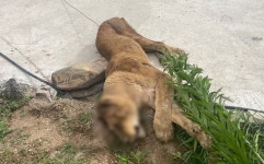 캠핑장 옆 사자동산 고령군만 몰랐다…탈출 사자 미스터리