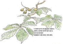 [소년중앙] 마로니에 공원과 칠엽수의 상관관계