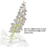 [소년중앙] 마로니에 공원과 칠엽수의 상관관계