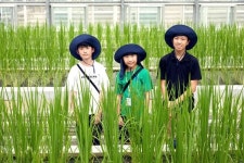 [소년중앙] 120여 년간 재배된 벼 87개 품종 한눈에…국립식량과학원에 가다