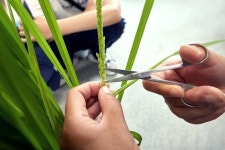 [소년중앙] 120여 년간 재배된 벼 87개 품종 한눈에…국립식량과학원에 가다