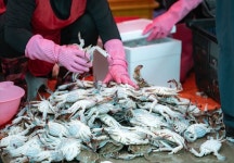 싼 중국산 두고 뭣하러…한국 오는 伊 푸른꽃게, 뜻밖 걸림돌