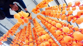 [포토타임] 갈비사자 바람이 평생 반려자 만났다... 합사성공