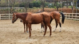 여물통 씹고 이상행동 승마체험시설의 현실…규제할 법은 없다
