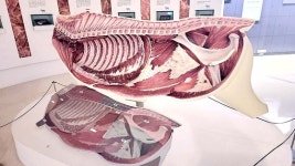 소 배 가른 모형·소 똥 치우기 게임…100억짜리 테마관의 정체 [르포]