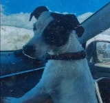 등산하다 숨진 70대 주인 옆 3개월 지켰다…14살 노견의 기적