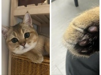 내가 불냈냥 수천만원 물어낸 냥집사…겨울에 많은 이유