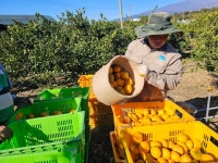 베트남 현지 월급 4배 준다…귤 수확철 제주 온 귀한 손님