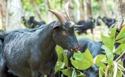 [issue&] 만성피로·수족냉증에 좋은 대표적인 겨울 보양식 ‘흑염소’