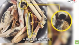 노량진 대게, 썩은 것 아니다…전문가가 밝힌 검은 점 정체