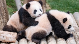 판다(PANDA)드럭스토어 | [포토타임] '무럭무럭 잘 자라고 있어요'... 에버랜드 쌍둥이 판다 사진 공개