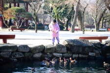 동물원도 아닌데, 원앙 100마리 모였다…춘향이의 남원에 왜