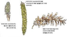 [소년중앙] 나이테 대신 이것 보면 알아요, 스트로브잣나무 나이