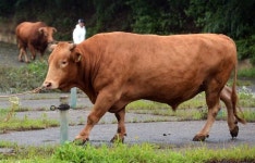 전북서 우량 한우 씨수소 정액 도난사건… 빨대 한개 분량 가치는