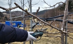 사과 다이아값 될라…빨라진 벚꽃 시계, 농장주는 떨고있다