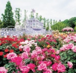 장미의 계절… 용인 에버랜드·서울 중랑구·광주 조선대 등서 축제