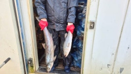 장어·새우 닥치는 대로 삼킨다…최대 1m 낙동강 괴물 정체 [르포]