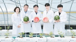 (주)수박이앤엠 | [국민의 기업] 노란색 등 다양한 과육 색과 크기 ‘씨 없는 수박’ 재배 신기술 개발 앞장