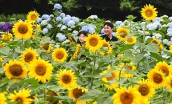 [사진] 비 멈춘 사이 해바라기 ‘활짝’