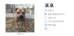 울진 산불 구조견, 구조 뒤 열악한 환경 논란…예산 부족에도 최선