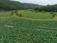 대도시 원시림…1년 한달, 4시간만 허락하는 회야댐 생태습지[영상]