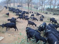 ‘개식용 금지’에 흑염소 값 천정부지…보신탕 업주 “국민의 먹을 자유 훼손”