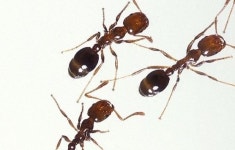 침에 찔리면 과민성 쇼크…붉은불개미 등장에 인천항 발칵