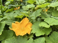 호박의 달큰한 풍미 가득한 호박꽃...아름다움은 기본, 맛도 최고 [쿠킹]