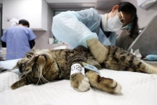 [박종무의 휴먼 & 펫] 때 놓치면 후회한다…수컷 중성화 수술