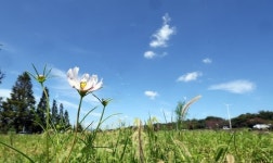 [삶의 향기] 희망의 푸른 천으로 짜여진 천성의 깃발