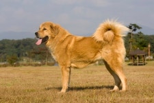 1000년전 고려 개 되살렸다…반려동물 메카 임실의 꿈, 오수개[르포]