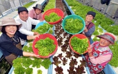 마을에 활기 돈다…스마트팜서 유럽 쌈채소 만드는 어르신들