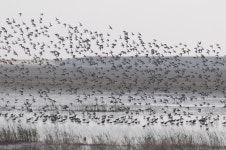 새만금 상공서 새떼와 전투기 충돌…지방 신공항 괜찮나