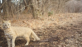 몸집 5배 커도 잡아먹는다…범 없는 한국 왕 된 이 녀석 포착 [영상]