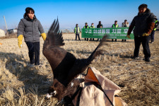설에는 철새도 특식 먹는다…파주 독수리 식당 가보니[르포]