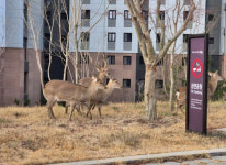 순천 아파트에 나타난 사슴떼…주민들 “사람 공격할까 무서워”