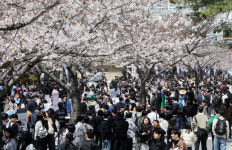 미친 3월 날씨, 벚꽃 시계 엉클어졌다…대구엔 만발, 서울은 언제?