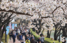 [포토타임] 부산 대저생태공원은 노란 세상...유채꽃 만발