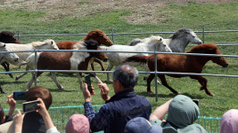 [포토타임] 봄 맞은 제주마의 초원 질주, 입목 축제 347 페스티벌 개막